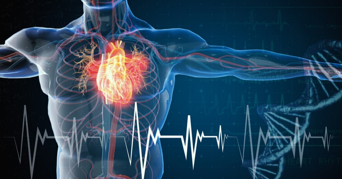 Human Beating Heart Image of Pulsating Human Heart